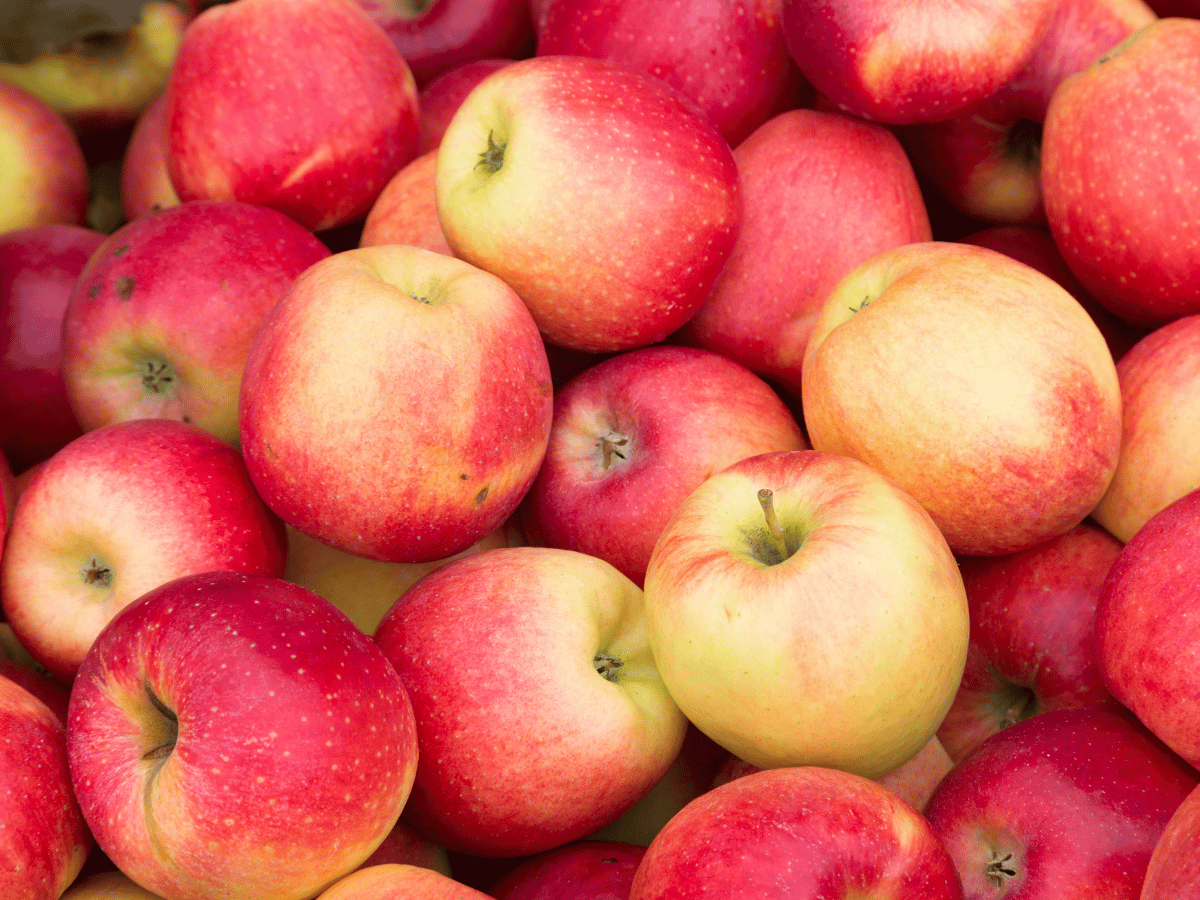 macas