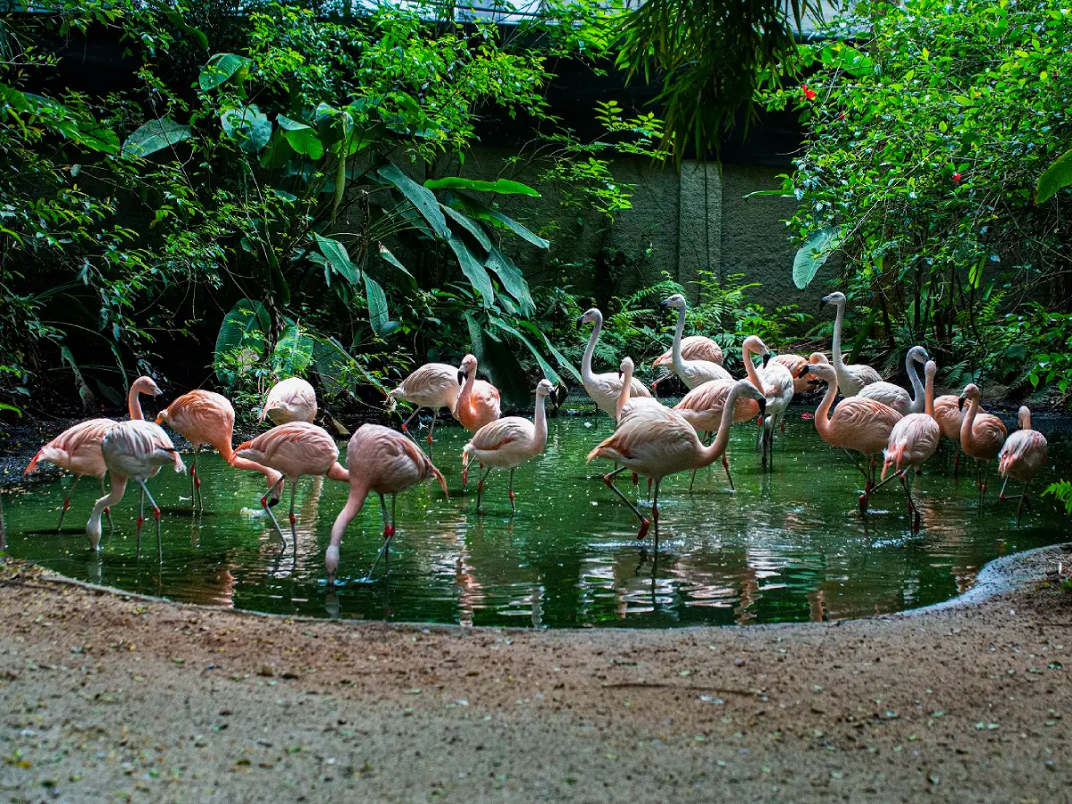 Zoológico de Balneário Camboriú / Parque Cyro Gevaerd - Atrações turísticas - Turismo em Balneário Camboriú - BC - Costa Verde e Mar - Santa Catarina - SC